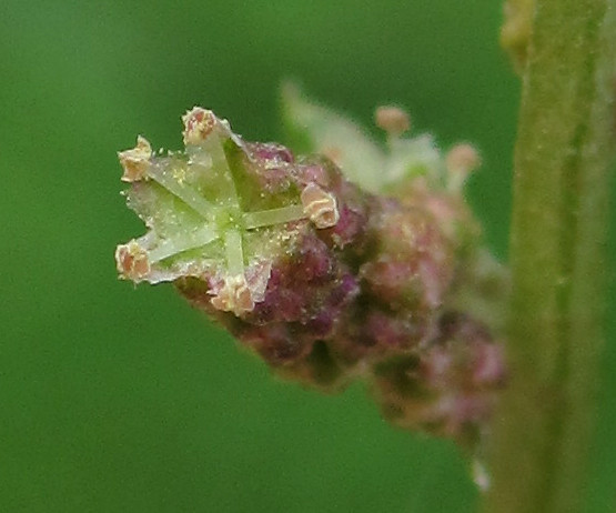 chenopodiaceae_2024-08-20 (10).jpg