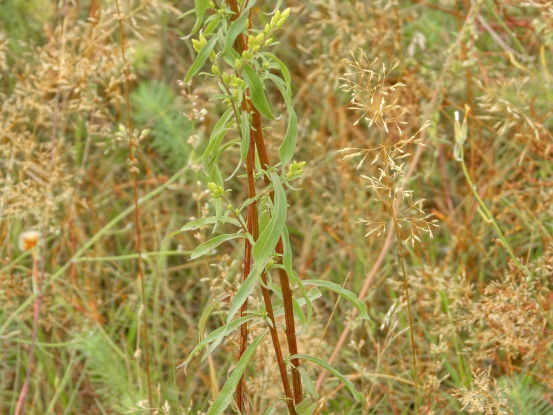 Inula_salicina2.jpg