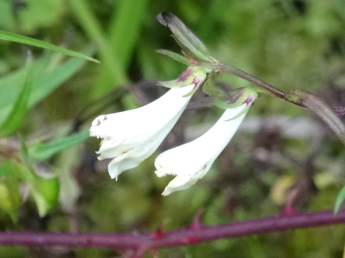 Mwlampyrum pratense f. alba.jpg