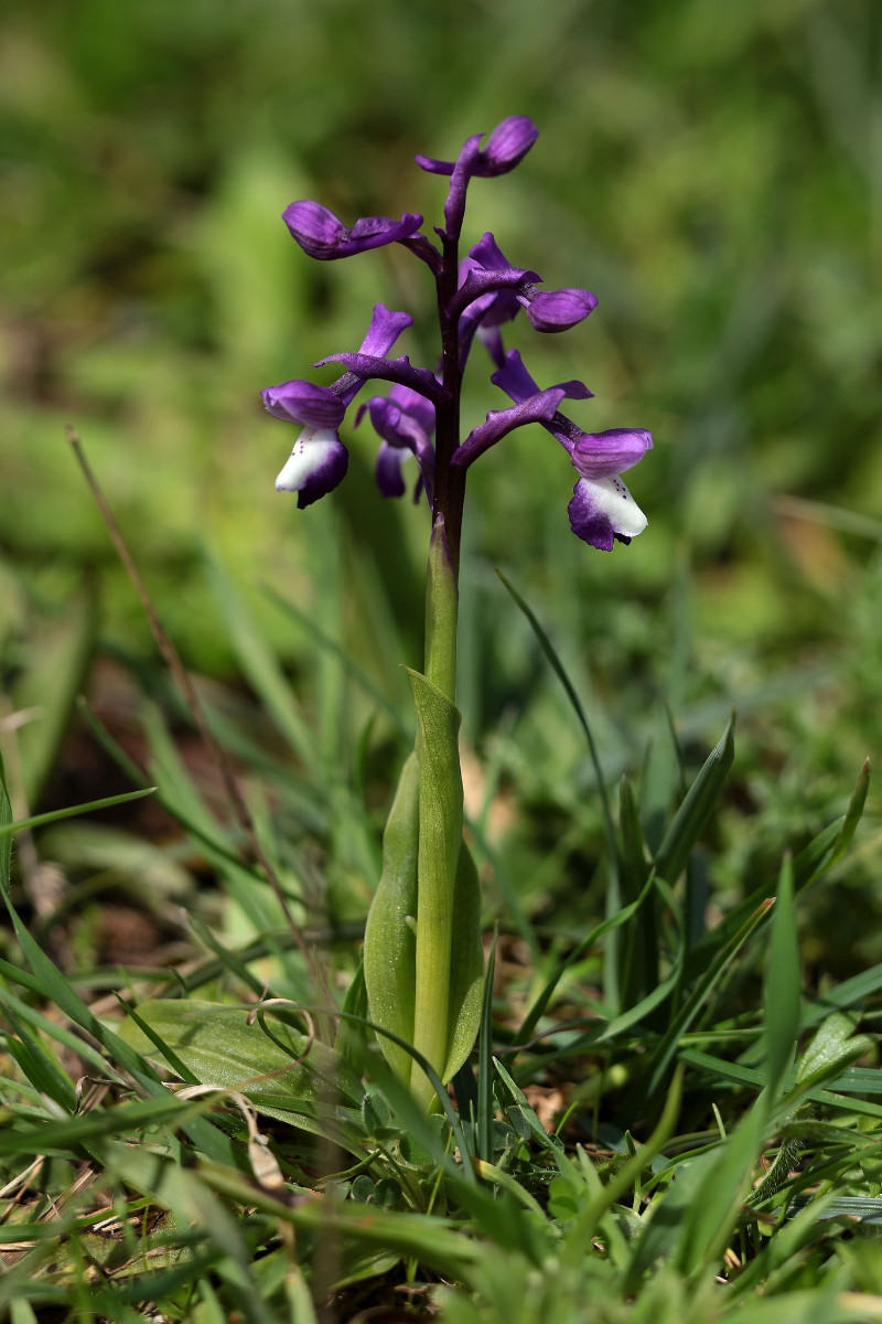 Anacamptis_longicornu_3590.JPG