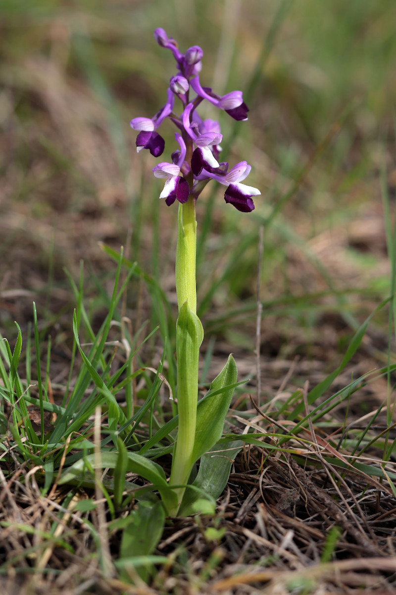 Anacamptis_longicornu_4019.JPG