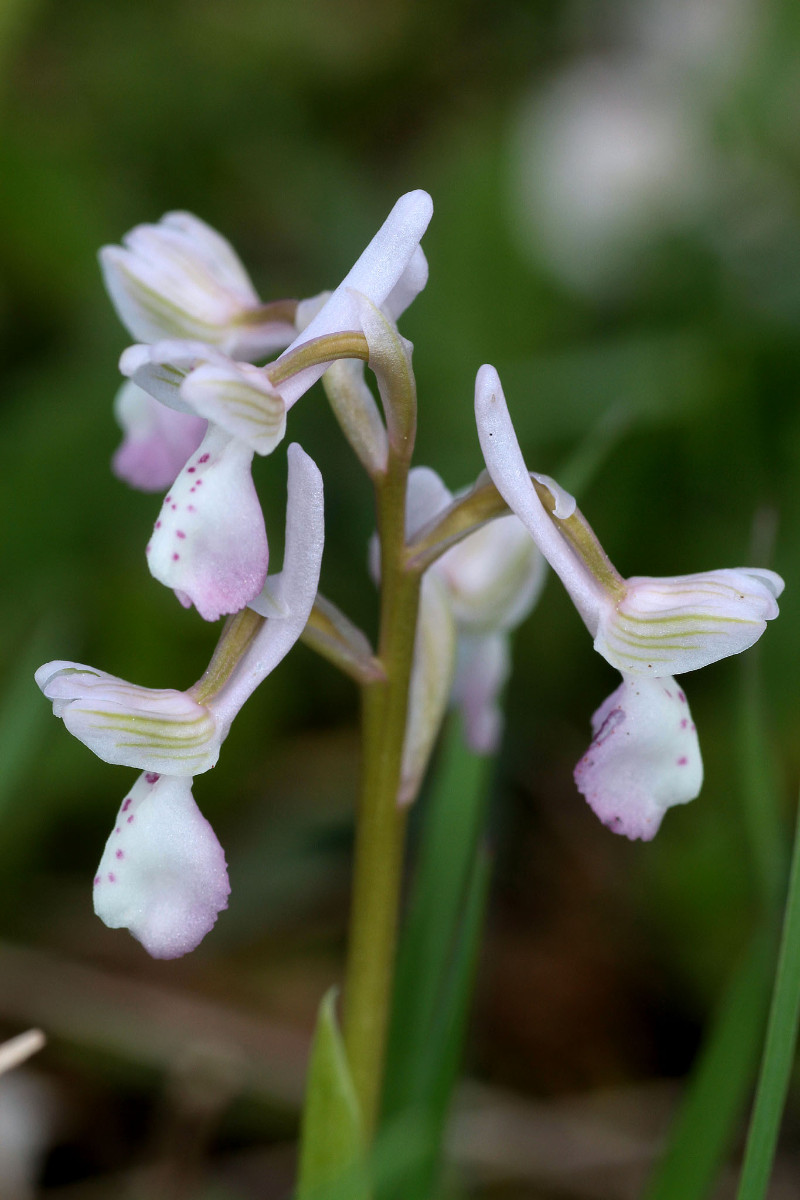 Anacamptis_longicornu_8721.JPG