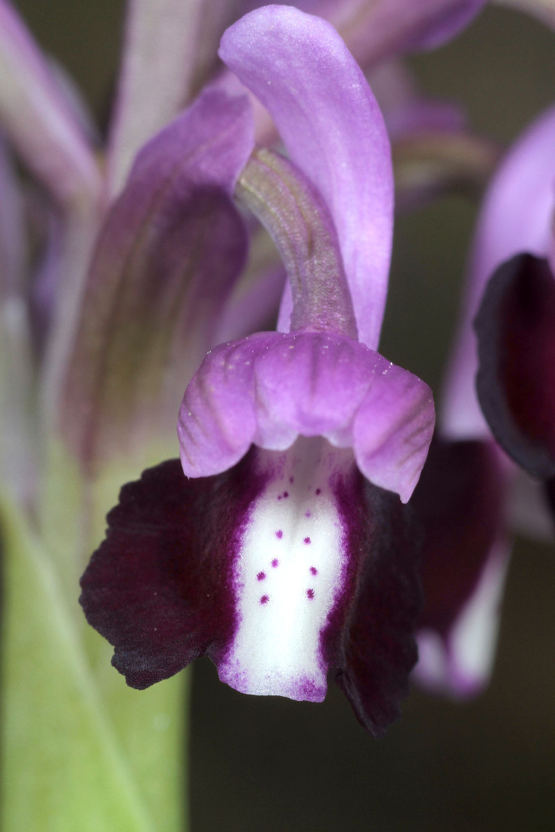 Anacamptis_longicornu_8926.JPG