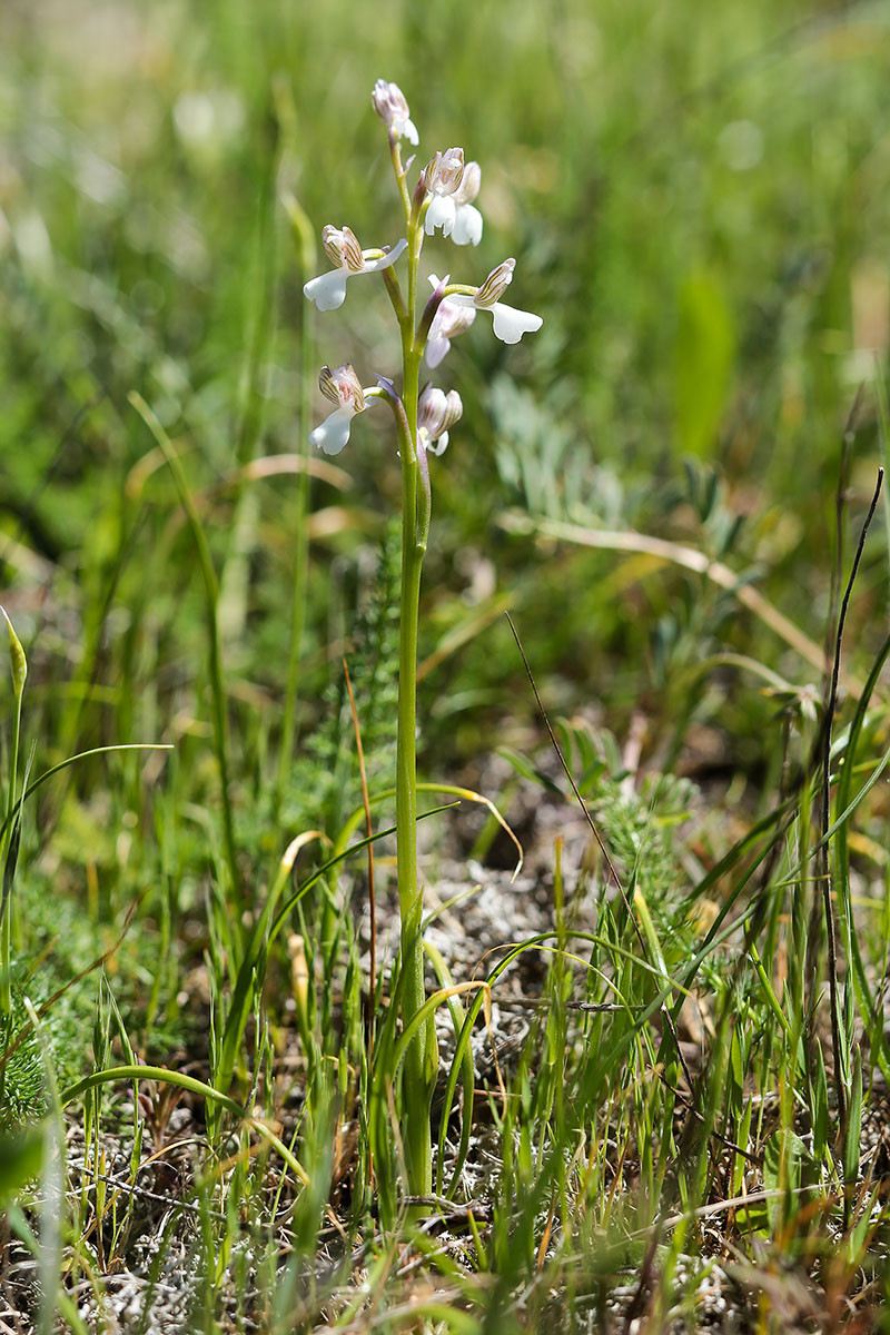 Anacamptis_morio_ssp_picta_2709.jpg