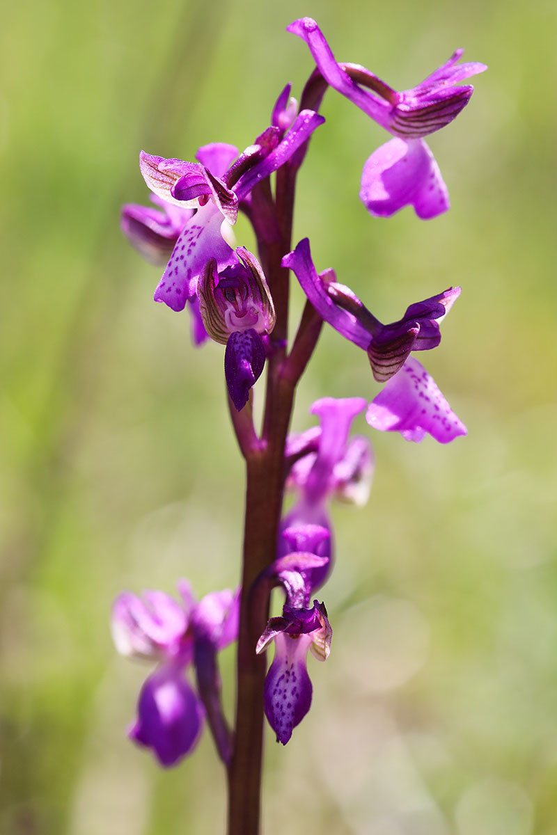 Anacamptis_morio_ssp_picta_8162.jpg