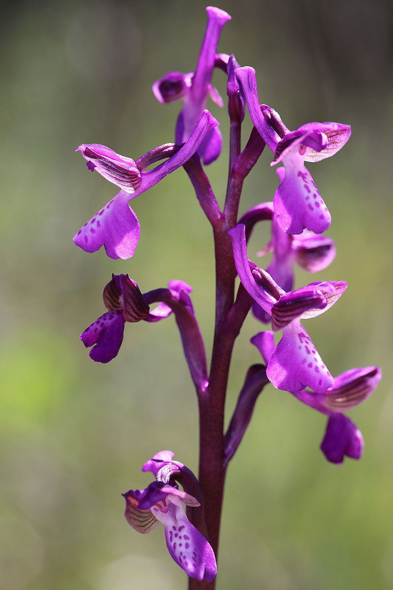 Anacamptis_morio_ssp_picta_8164.jpg