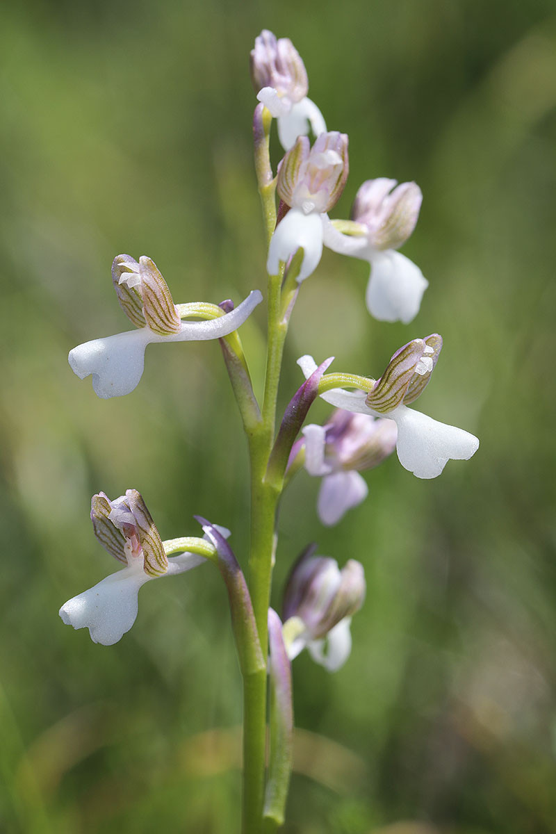 Anacamptis_morio_ssp_picta_8176.jpg