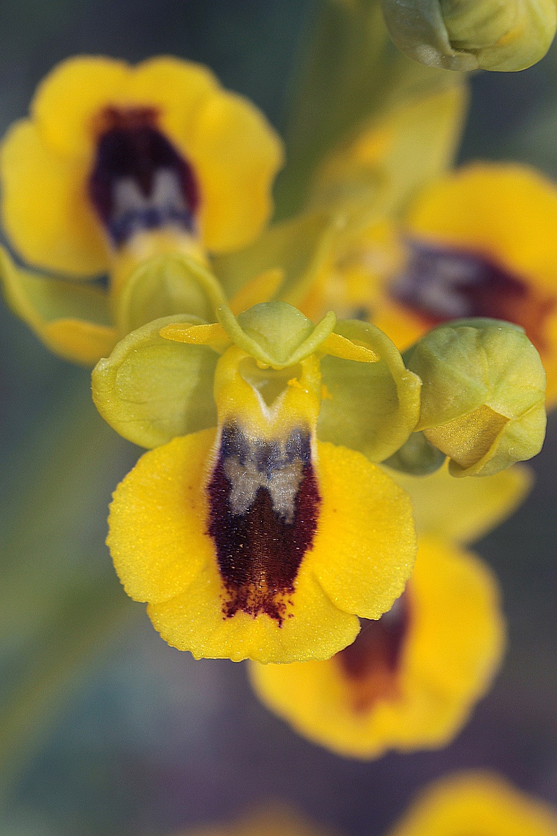 Ophrys lutea