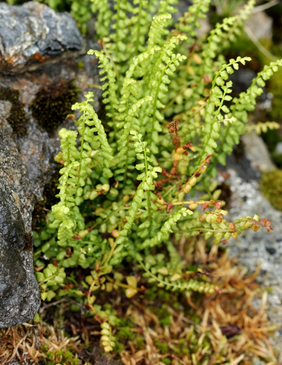 IMG_8417.JPG