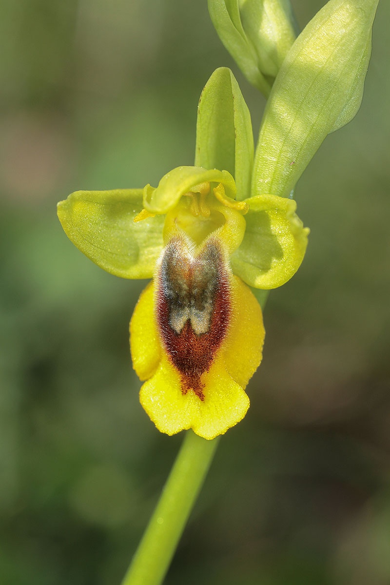 Ophrys lutea