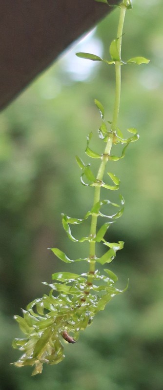 Elodea 6_2022-07-04_Branntweinbach.jpg