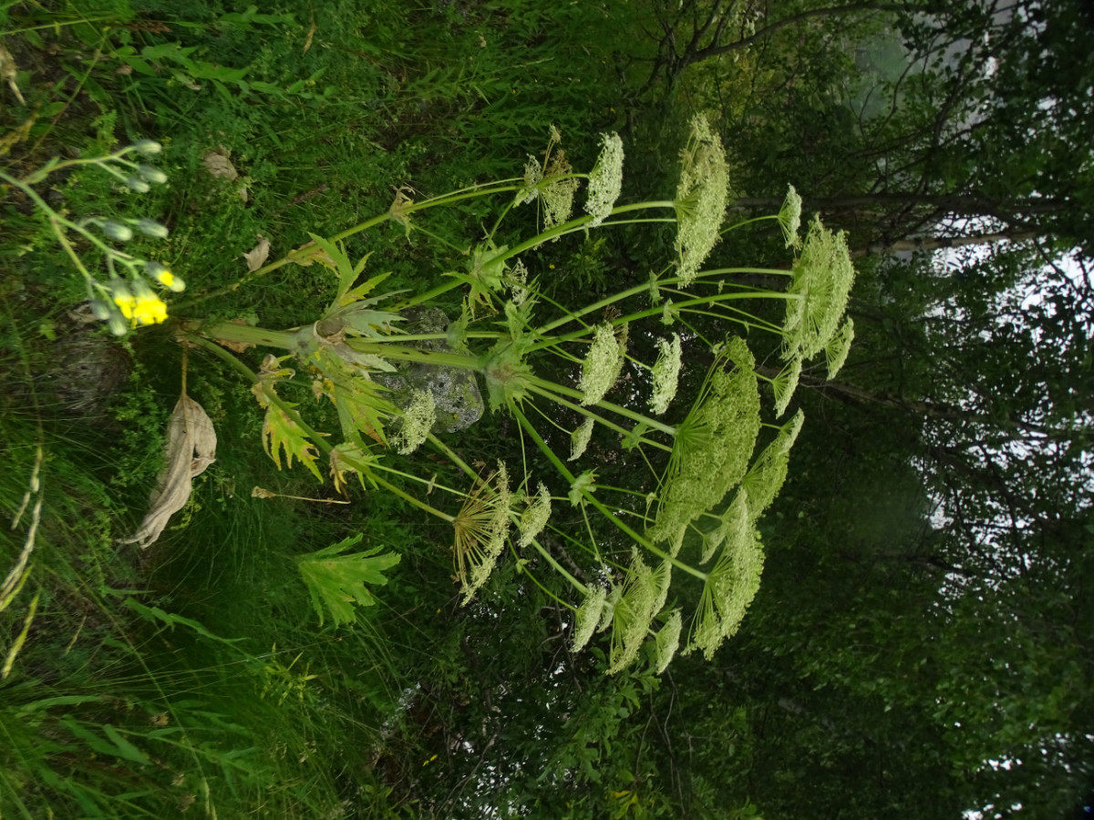 Heracleum leskovii.JPG