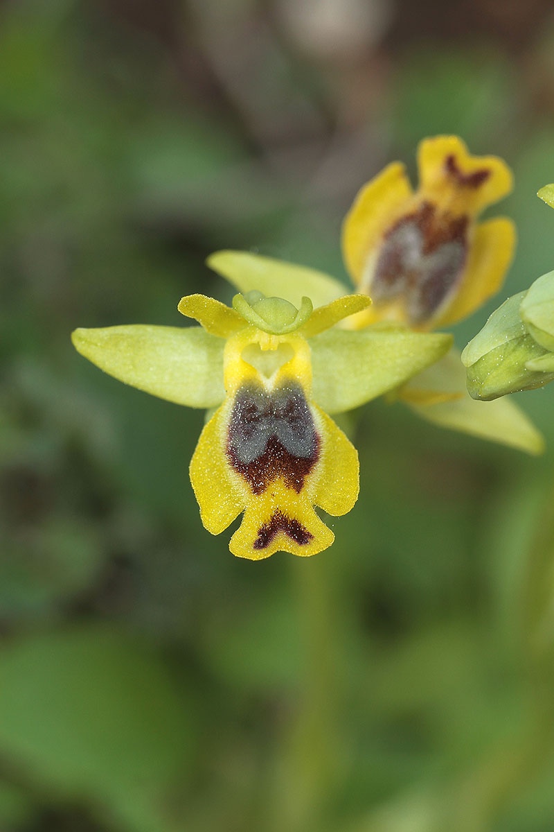 Ophrys sicula