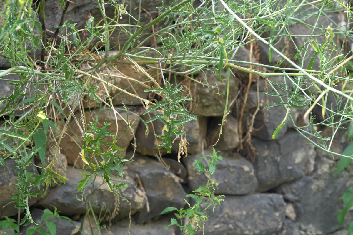 DSC00997.JPG