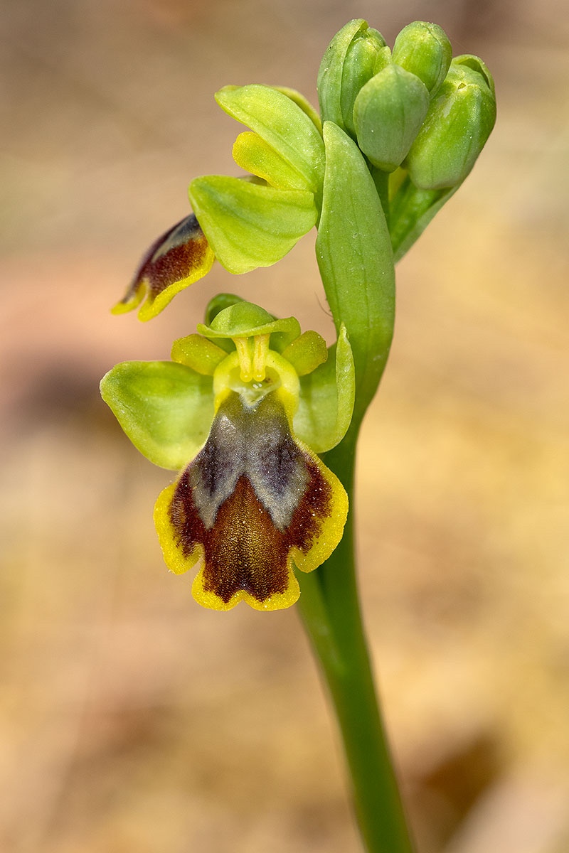 Ophrys archimedea