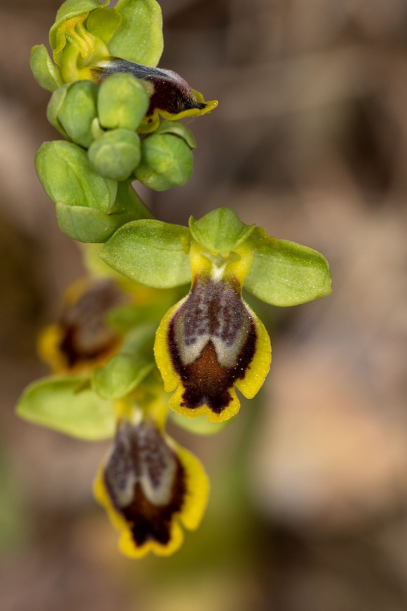 Ophrys archimedea