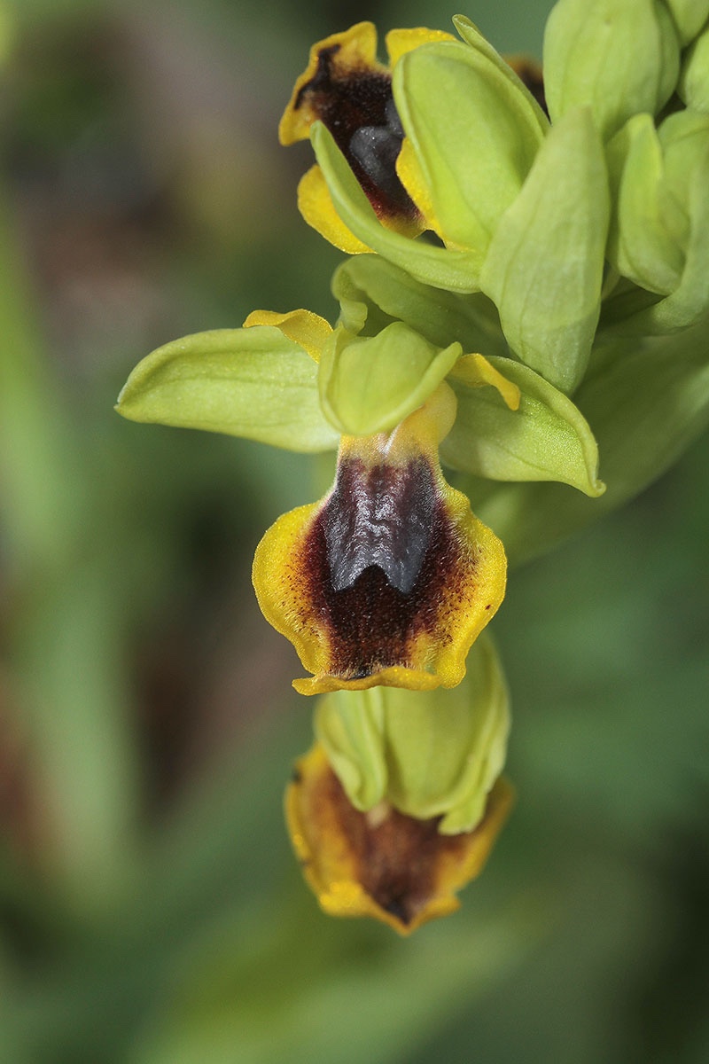 Ophrys numida