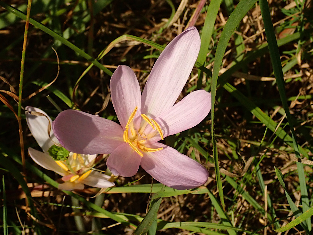 Colchicum autumnalis_23-08-2024.jpg