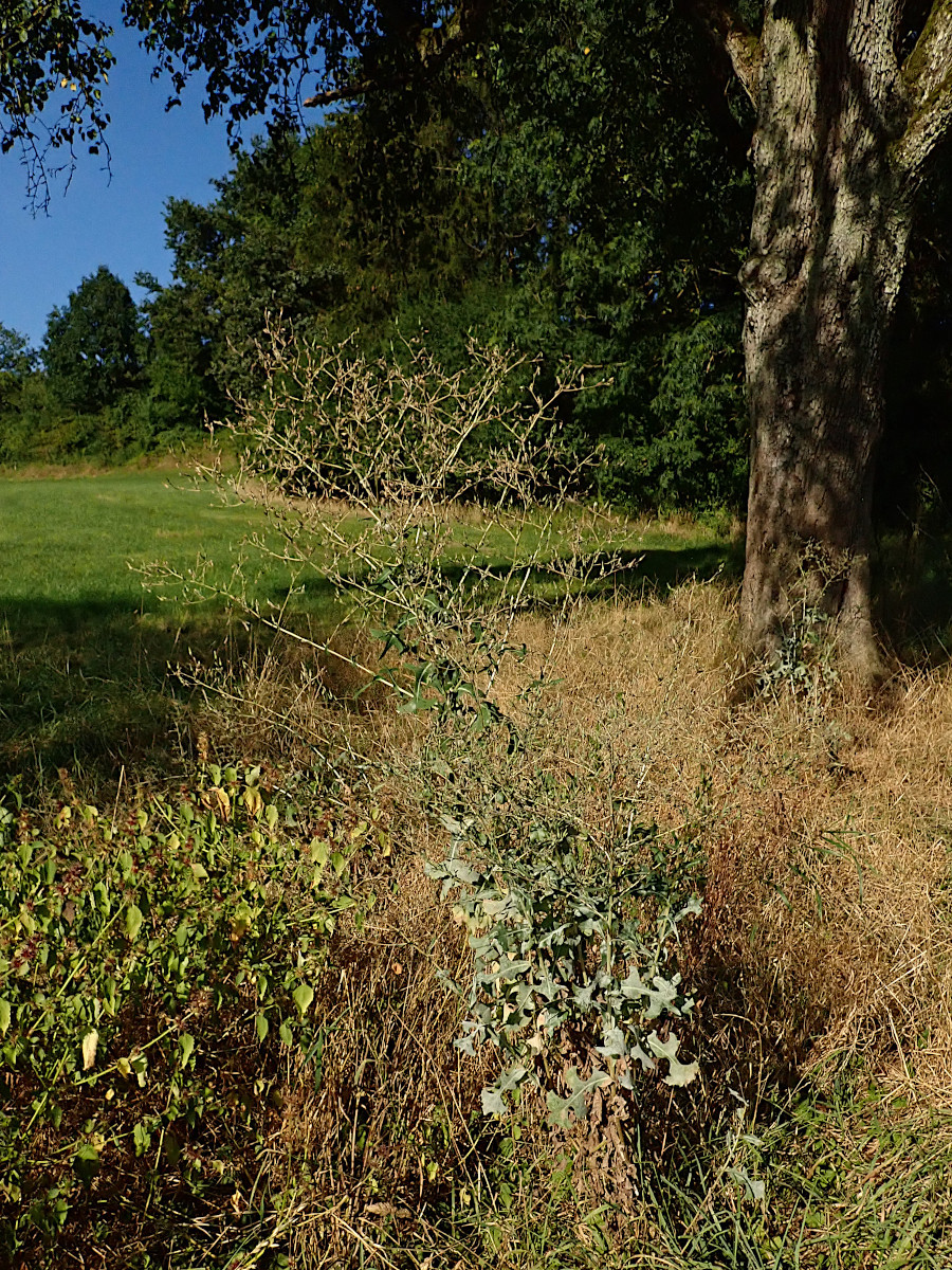 Lactuca serriola.jpg