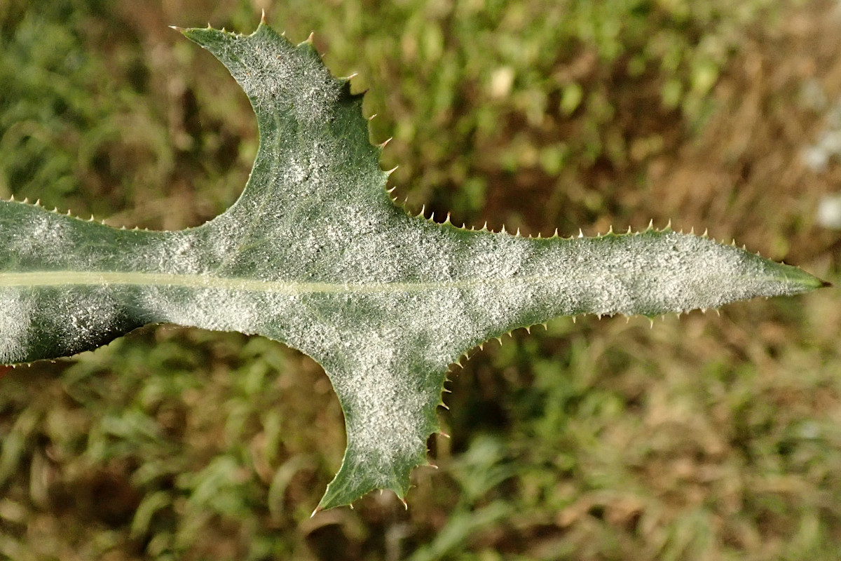 Lactuca serriola mit Golovinomyces bolayi.jpg