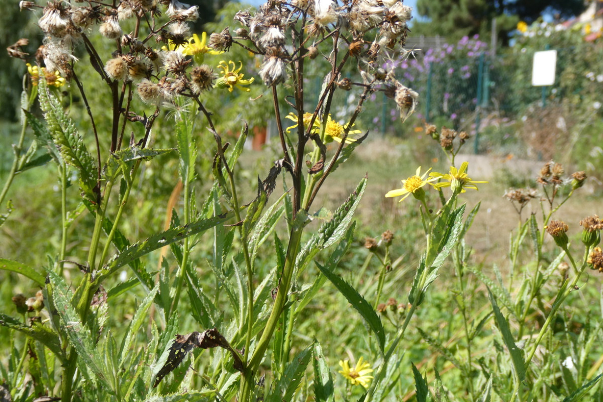 senecio 3.JPG