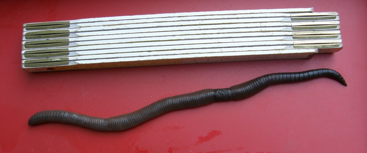 Lumbricus.JPG