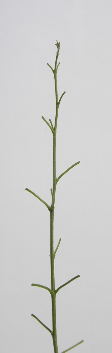 Populus.JPG