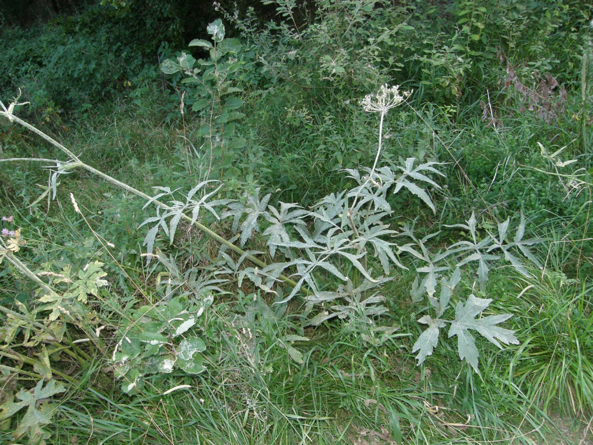 Heracleum.JPG