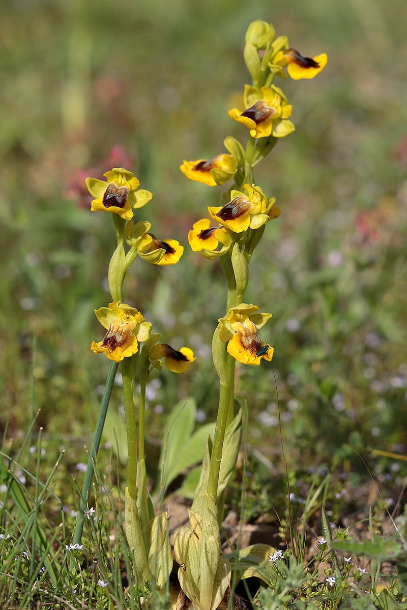 Ophrys lutea