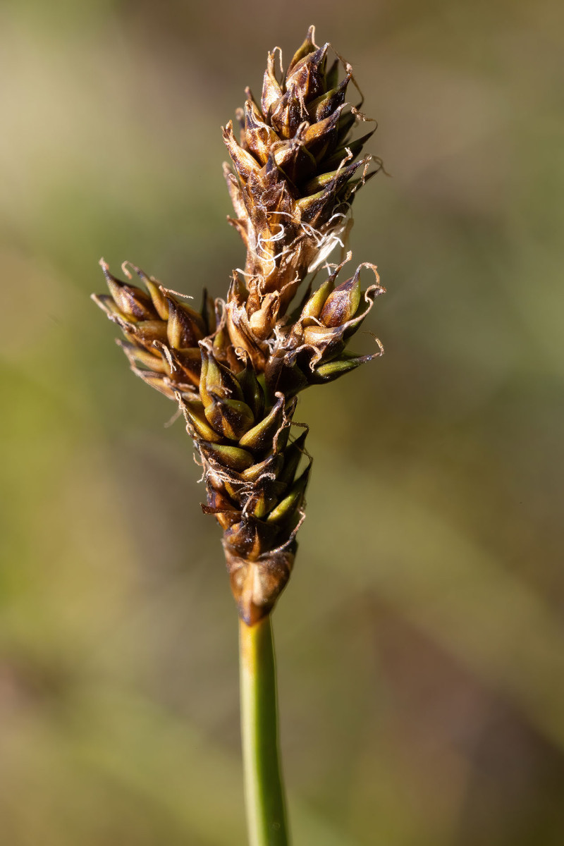 Carex_lachenalii_FRAGE_01.jpg