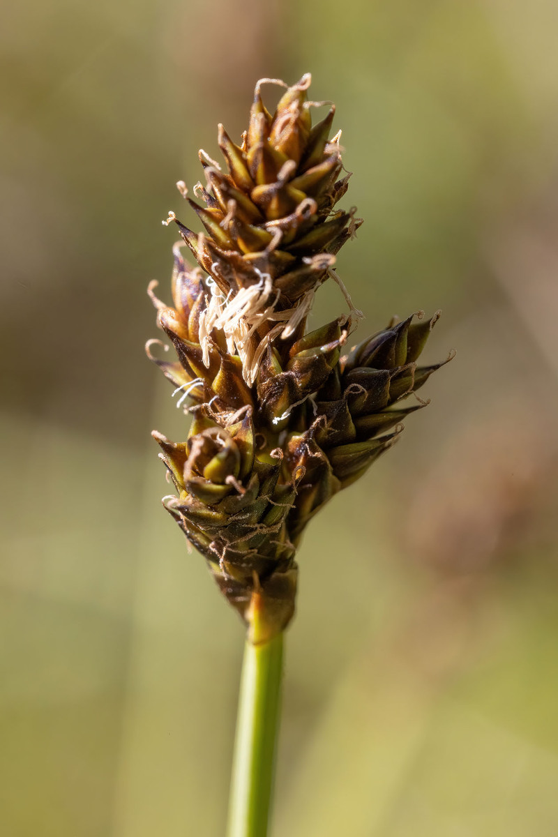 Carex_lachenalii_FRAGE_02.jpg