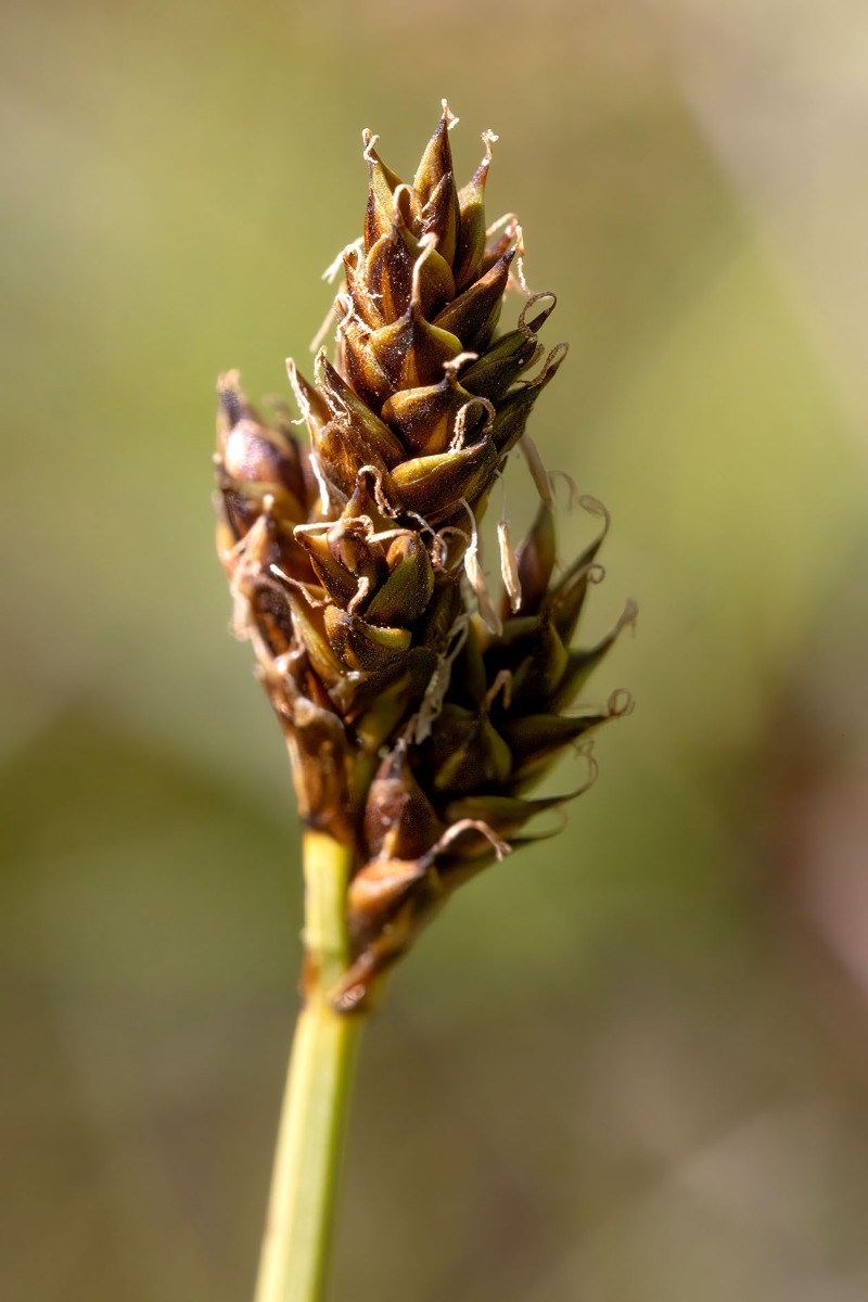 Carex_lachenalii_FRAGE_03.jpg