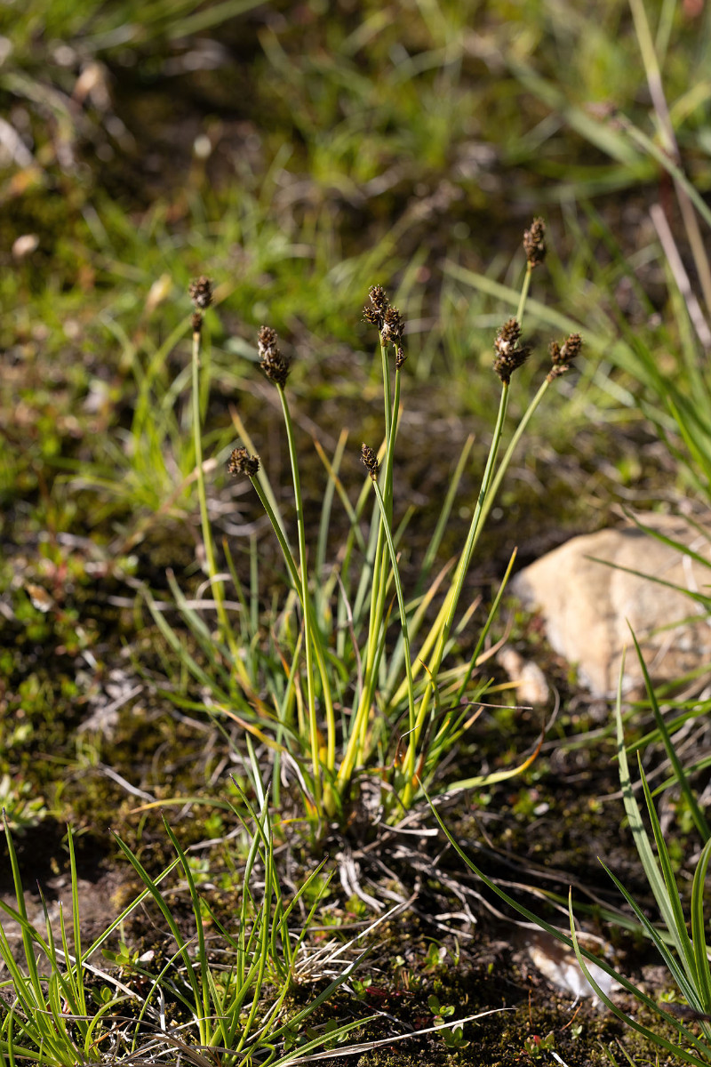Carex_lachenalii_FRAGE_05.jpg