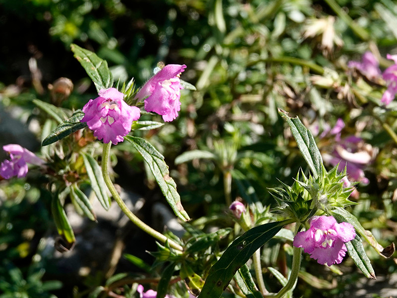 __web__AS_DSC7191_Galeopsis angustifolia.jpg