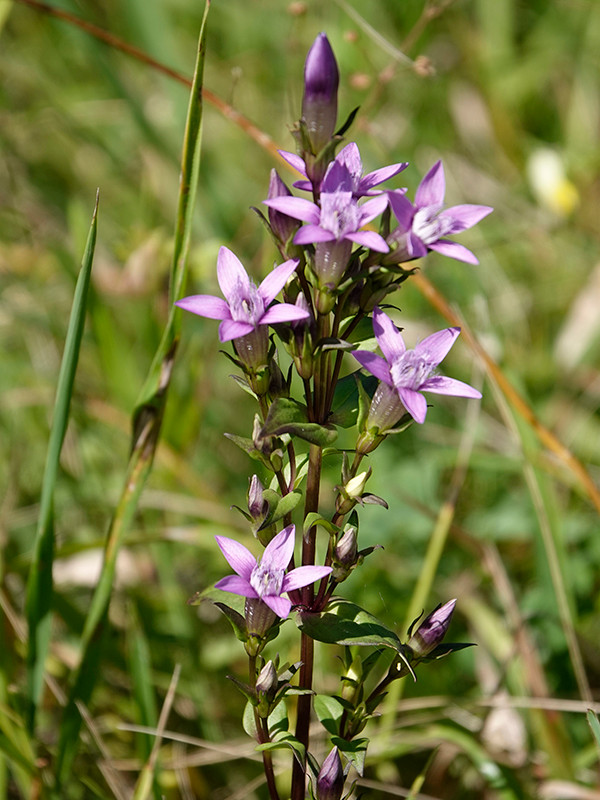 ___web__AS_DSC2131_Gentianella germanica.jpg