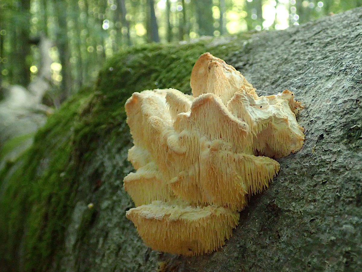 Hericium cirrhatum_3 Wochen nach Erstfund-a.jpg