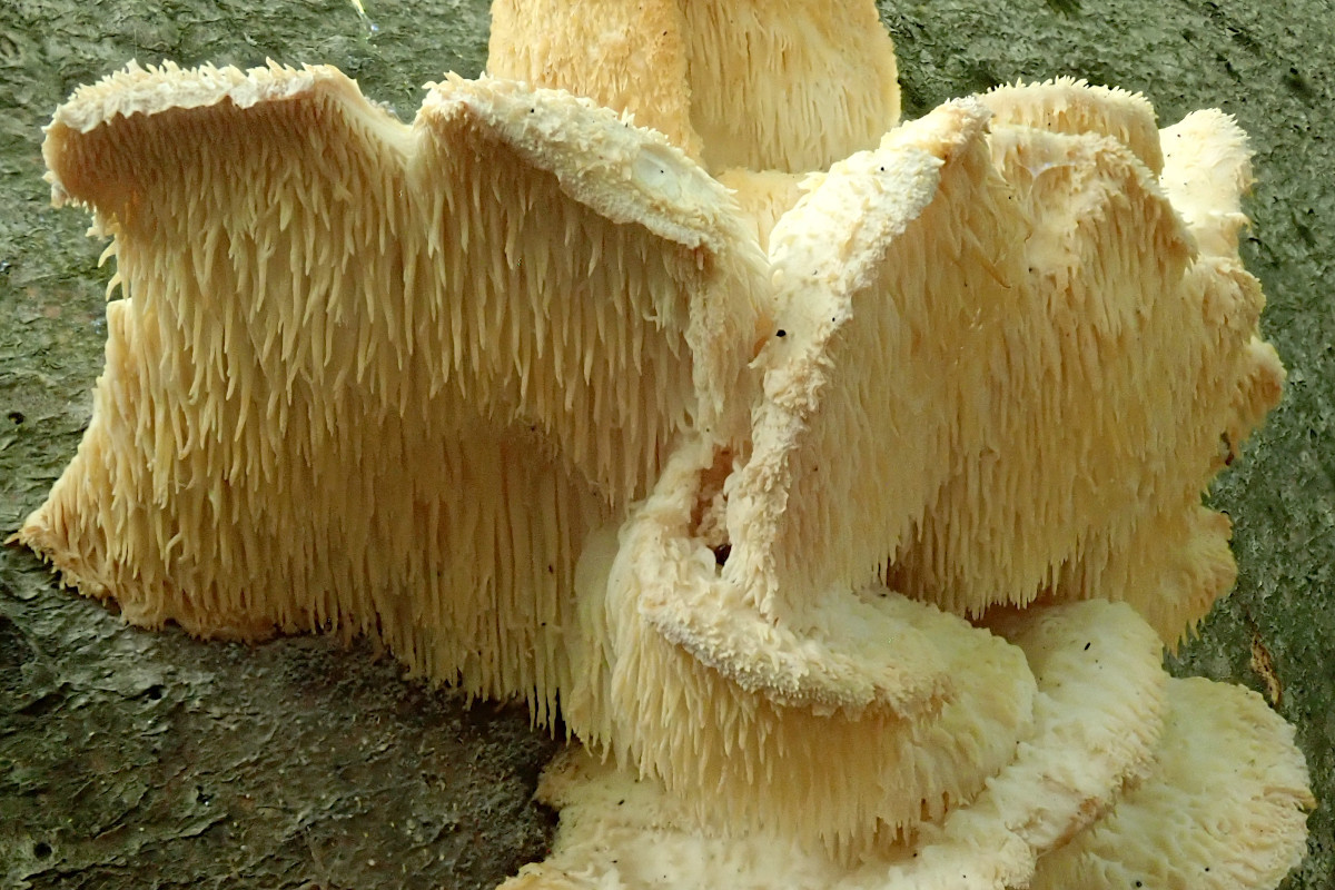 Hericium cirrhatum_3 Wochen nach Erstfund-b.jpg