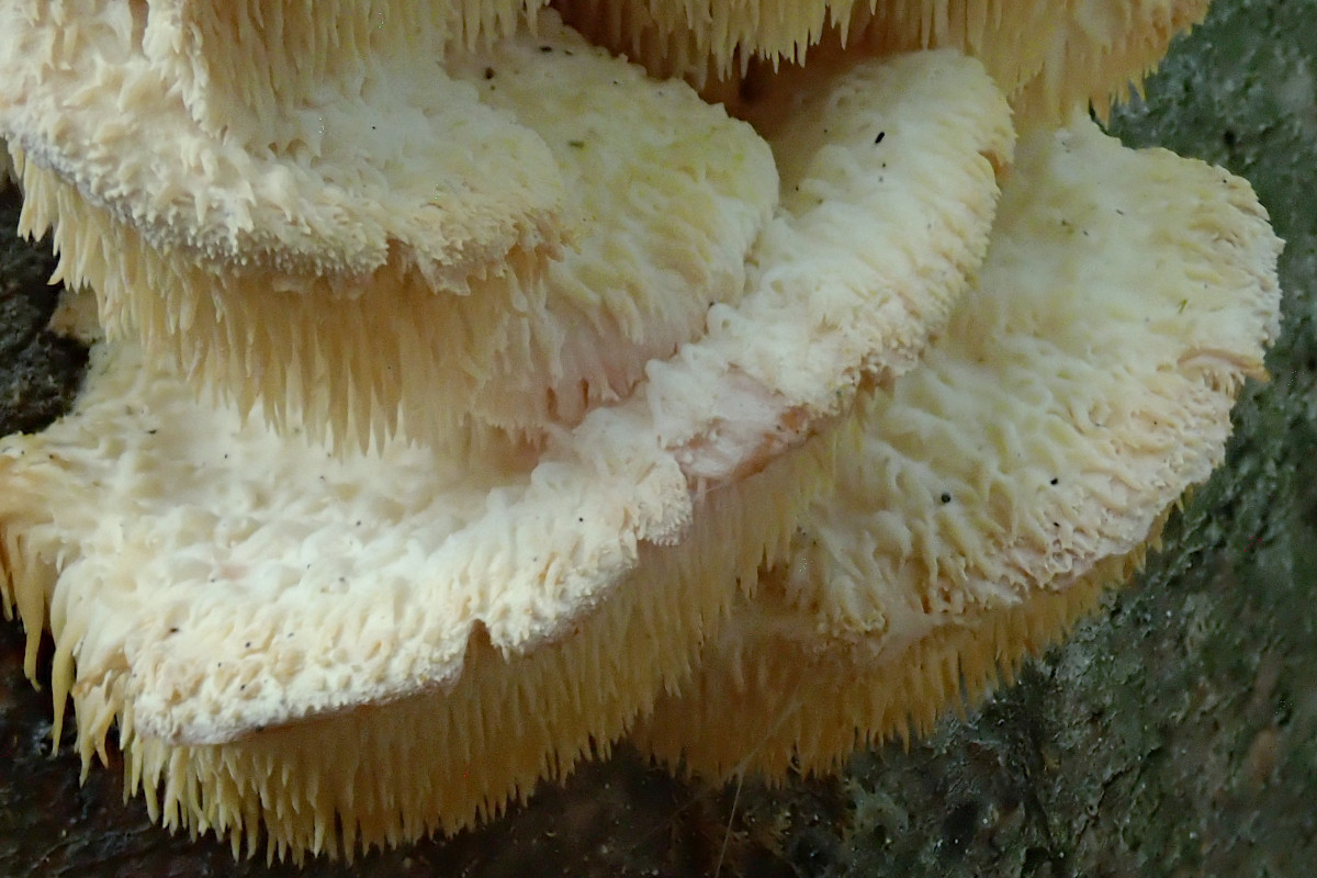 Hericium cirrhatum_3 Wochen nach Erstfund-c.jpg