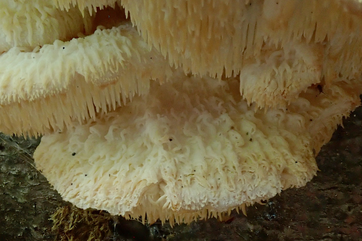 Hericium cirrhatum_3 Wochen nach Erstfund-d.jpg