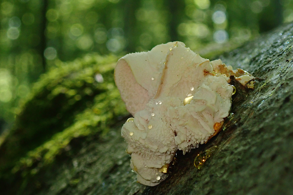 Hericium cirrhatum-a_08-2024.jpg