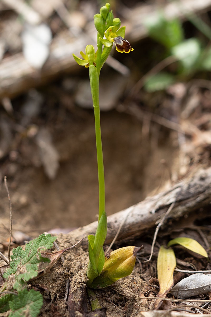 Ophrys archimedea