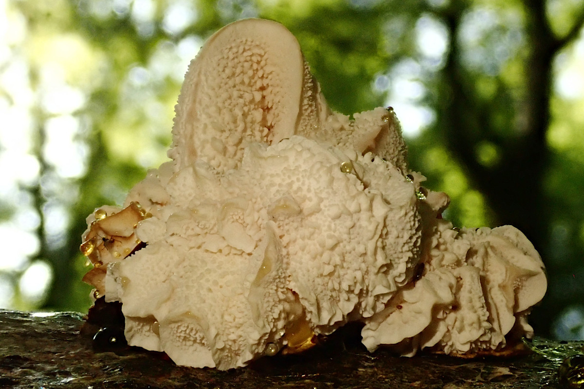 Hericium cirrhatum-b_08-2024.jpg