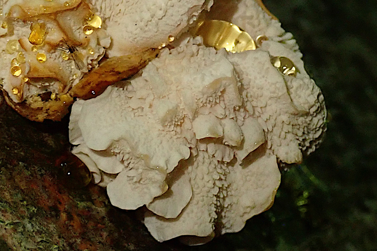 Hericium cirrhatum-c_08-2024.jpg