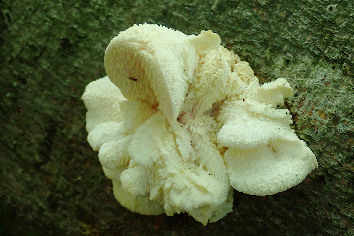 Hericium cirrhatum - eine Woche später.jpg