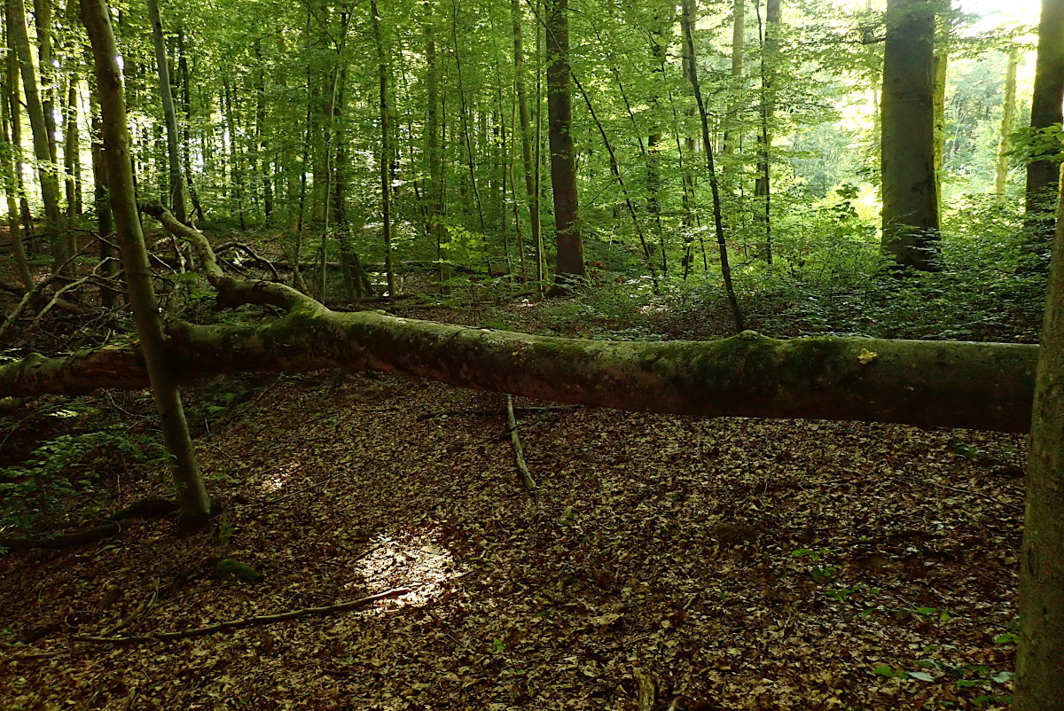 Hericium cirrhatum - Fundort.jpg