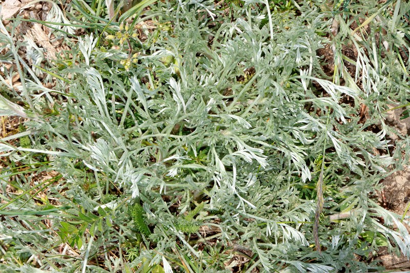 Artemisia campestris ssp sericea Rügen Vilmnitz Goorwiesen A03.jpg