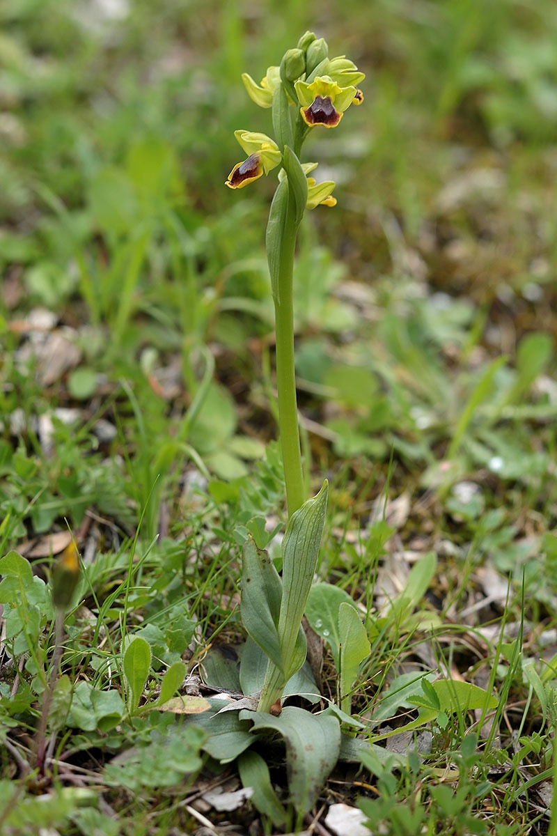 Ophrys numida