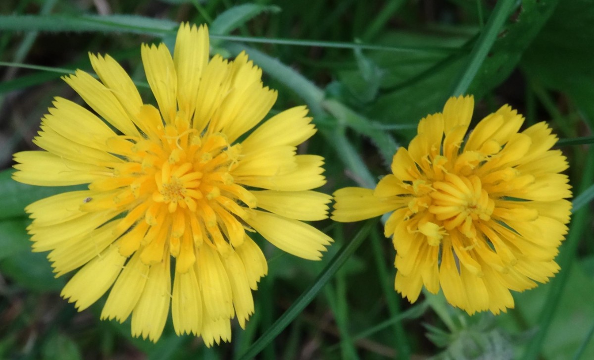 (2) Blüten.JPG
