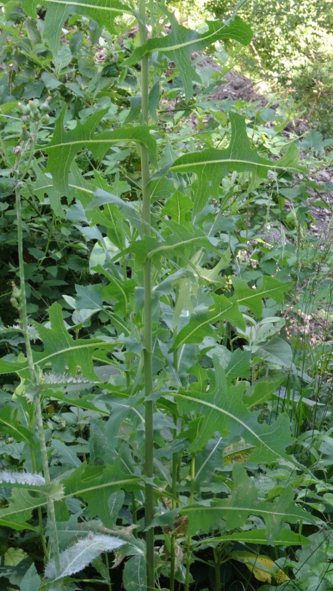 (1) Stachellattich normale Form.JPG