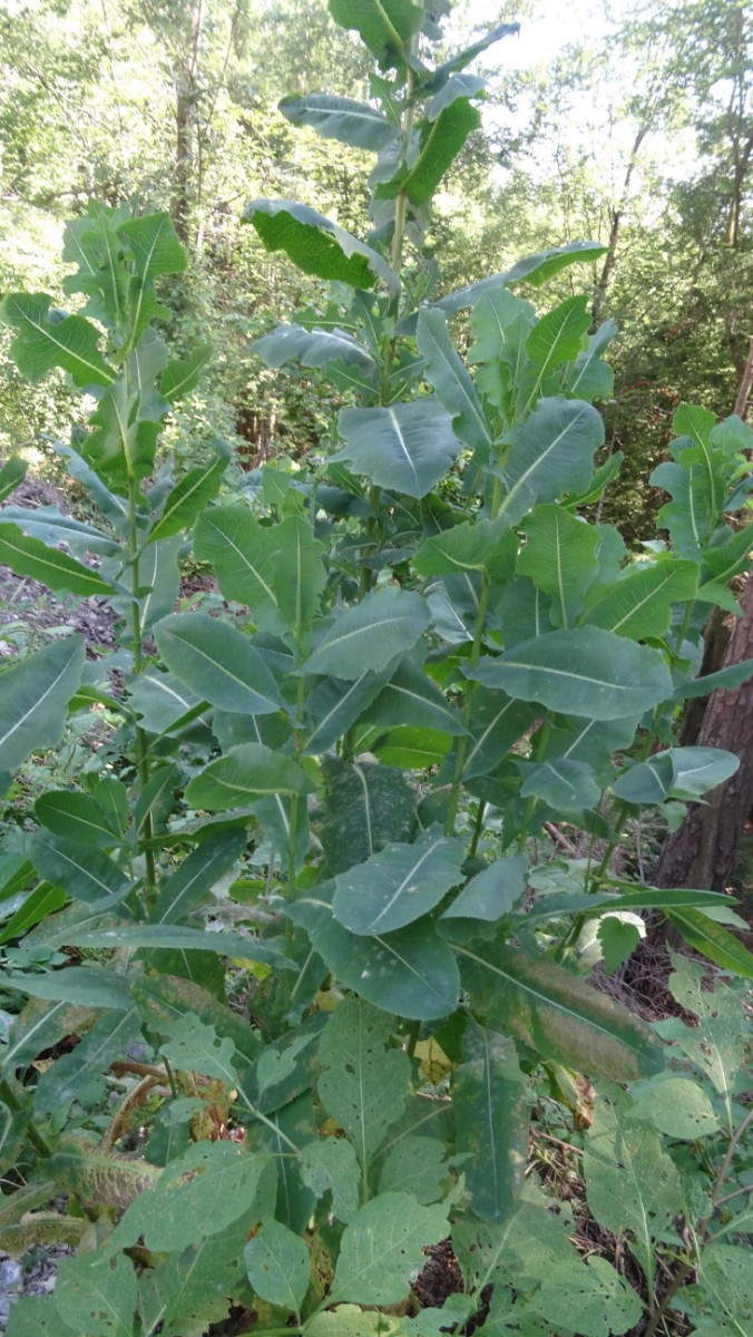 (2) Stachellattich integrifolia.JPG